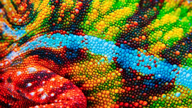 Chameleon skin colours